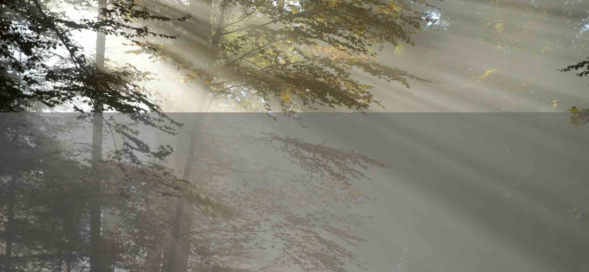 <span>The Myst</span> Is A Home<br>In Nature